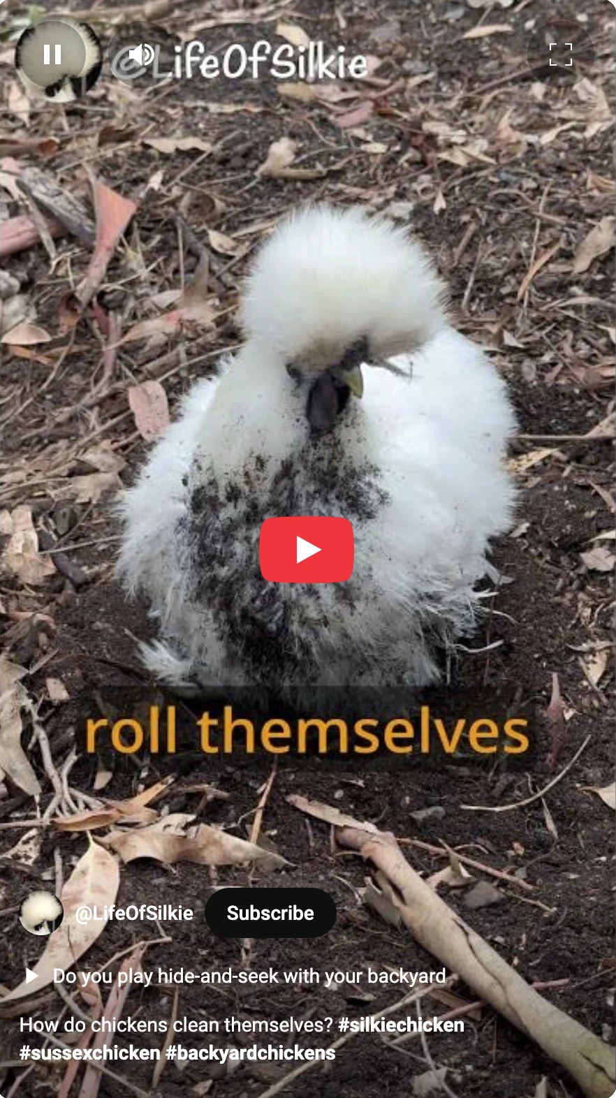 Life Of Silkie