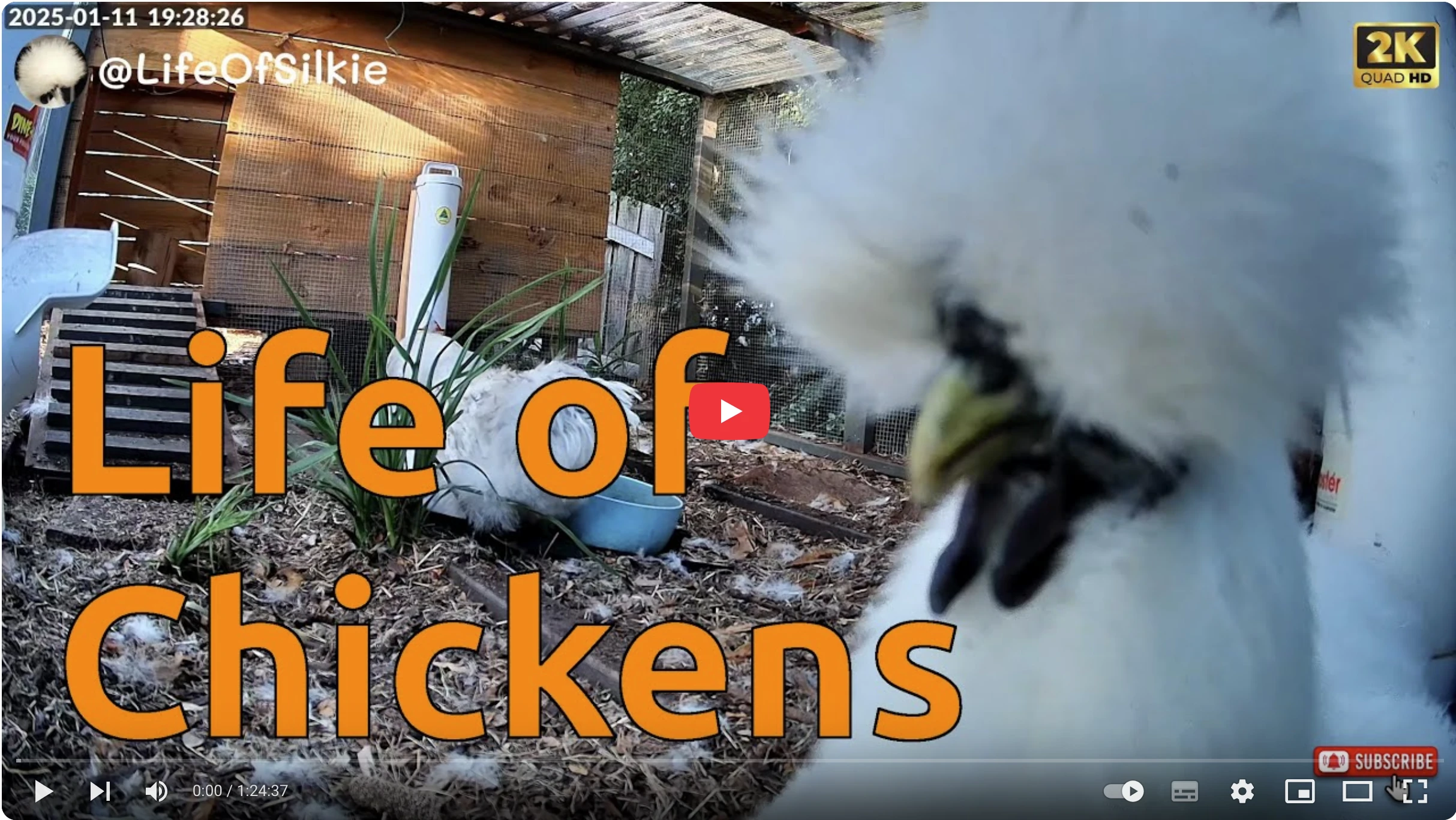 Life Of Silkie