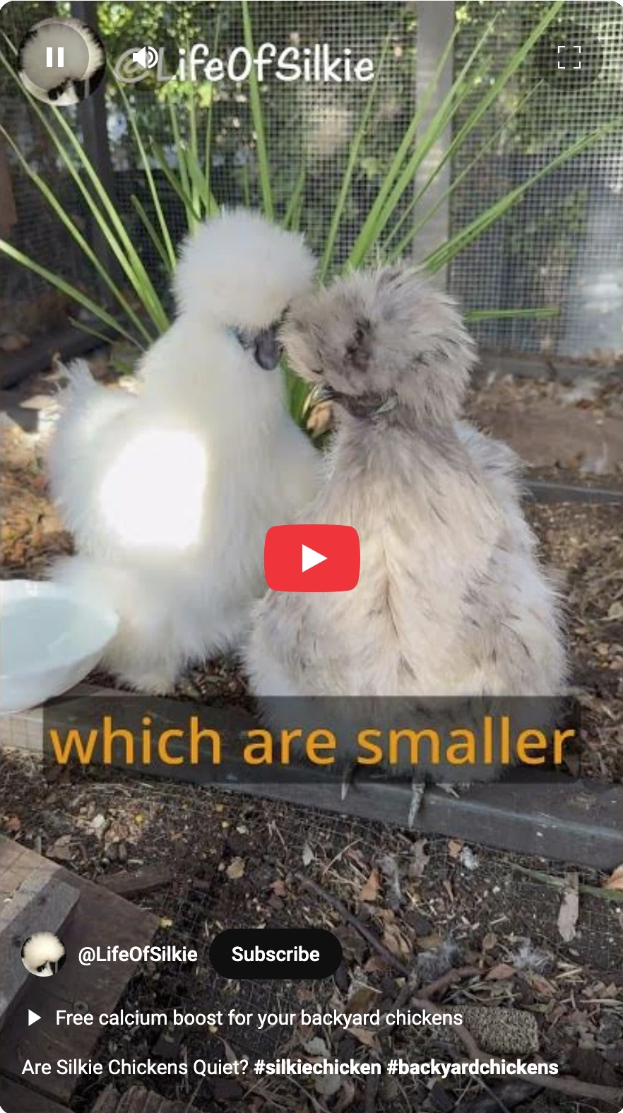 Life Of Silkie