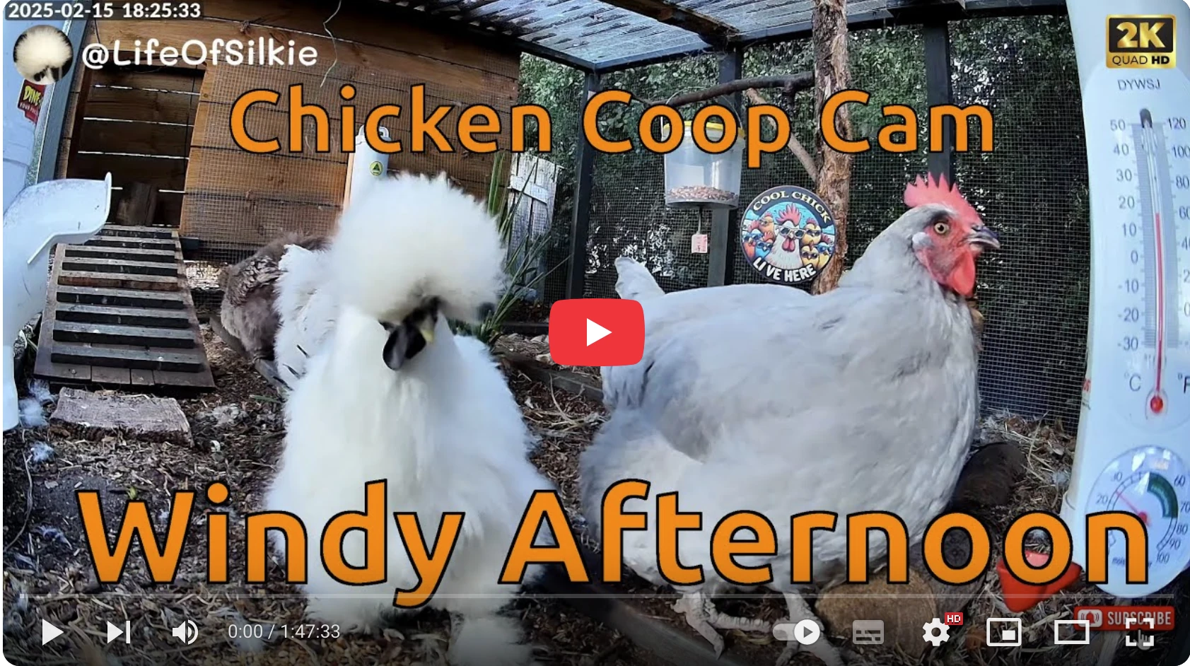 Life Of Silkie